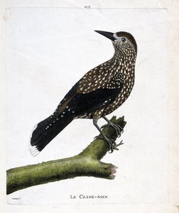Tábua zoológica (ornitologia): o quebra-nozes (noz mosca ou nucifraga caryocatacts) sobre um ramo. Ilustração em "A história das aves, pintadas nos seus aspectos aparentes e sensíveis" por François Nicolas Martinet (1731-1800). Coleção particular. de Francois Nicolas Martinet