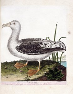 Carta zoológica (ornitologia): Albatros (albatrozes uivadores ou exulanos de diomedea). Ilustração em "The History of the Birds, Painted in Their Appearing and Sensitive Aspects" de François Nicolas Martinet (1731-1800). Coleção particular. de Francois Nicolas Martinet