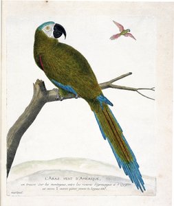 Carta zoológica (ornitologia): Aras verdes americanas (Ara vert ou ara severa) sobre um ramo. Ilustração em "The History of the Birds, Painted in Their Appearing and Sensitive Aspects" de François Nicolas Martinet (1731-1800). Coleção particular. de Francois Nicolas Martinet