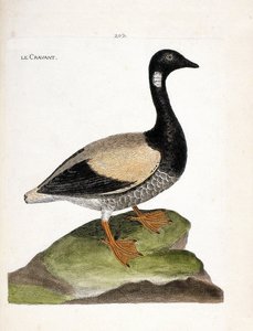 Carta zoológica (ornitologia): Brant (brant ou branta bernicla). Ilustração em "A história das aves, pintadas nos seus aspectos aparentes e sensíveis" de François Nicolas Martinet (1731-1800). Coleção particular. de Francois Nicolas Martinet