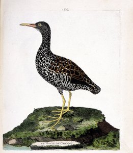 Carta zoológica (ornitologia): Balanço de Caienne (rale de coloração ou pardirallus maculatus). Ilustração em "The History of the Birds, Painted in Their Appearing and Sensitive Aspects" de François Nicolas Martinet (1731-1800). Coleção particular. de Francois Nicolas Martinet