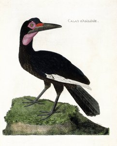 Carta zoológica (ornitologia): Calao d