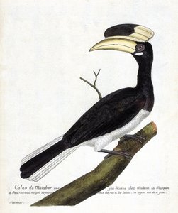 Carta zoológica (ornitologia): Calao de Malabar (Anthracoceros coronatus) num ramo. Ilustração em "A história das aves, pintadas nos seus aspectos aparentes e sensíveis" de François Nicolas Martinet (1731-1800). Coleção particular. de Francois Nicolas Martinet