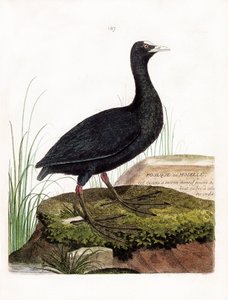 Carta zoológica (ornitologia): Coot ou Moselle (Macroule cot ou fulica atra). Ilustração em "A história das aves, pintadas nos seus aspectos aparentes e sensíveis" de François Nicolas Martinet (1731-1800). Coleção particular. de Francois Nicolas Martinet