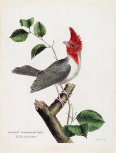 Carta zoológica (ornitologia): Cardeal dominicano Hupe (parare huppe ou paroaria coronata) sobre um ramo. Ilustração em "A história das aves, pintadas nos seus aspectos aparentes e sensíveis" de François Nicolas Martinet (1731-1800). Coleção particular