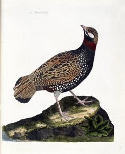 Carta zoológica (ornitologia): Francolin (francolin noir ou francolinus francolinus). Ilustração em "A história das aves, pintadas nos seus aspectos aparentes e sensíveis" de François Nicolas Martinet (1731-1800). Coleção particular. de Francois Nicolas Martinet