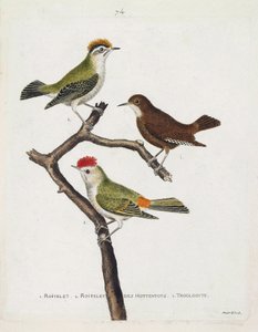 Carta zoológica (ornitologia). De cima para baixo: roitelet (atadura tripla ou regulus ignicapilla), troglodita (troglodita bonito ou troglodita) e roitelet de hotentotes (coroa de rubi) sobre um ramo. Ilustração em "A História das Aves, Pintada em Thei de Francois Nicolas Martinet