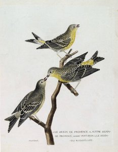 Carta zoológica (ornitologia): De cima para baixo: serin du Roussillon (serin Cini ou serinus serinus serinus) sobre um ramo, o serin de provence (venturon montagnard ou serinus citrinella) e outro serin de provence. Ilustração em "The History of the Birds de Francois Nicolas Martinet