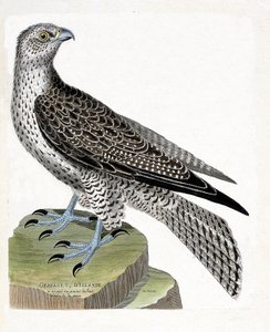 Carta zoológica (ornitologia): Gerfault islandês (gerfaut falcon ou falco rusticolus). Ilustração em "The History of the Birds, Painted in Their Appearing and Sensitive Aspects" de François Nicolas Martinet (1731-1800). Colecção privada. de Francois Nicolas Martinet