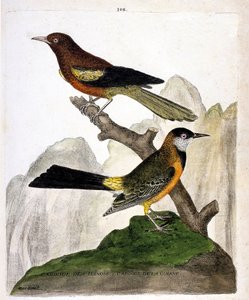 Carta zoológica (ornitologia): Pássaro Negro de Ilinois (papa-figos de Baltimore ou icterius bonana) e Pássaro Negro da Guiana (papa-figos da Martinica ou icterius bonana) num ramo. Ilustração em "A História das Aves, Pintada nos seus Aspectos Aparentes e  de Francois Nicolas Martinet