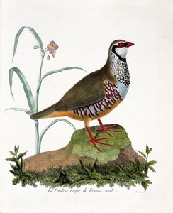 Carta zoológica (ornitologia): La partridge rouge de France, macho (perdiz vermelha ou alectoris rufa). Ilustração em "The History of the Birds, Painted in Their Appearing and Sensitive Aspects" de François Nicolas Martinet (1731-1800). Coleção particular. de Francois Nicolas Martinet