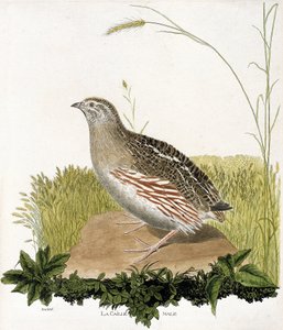 Carta zoológica (ornitologia): Codorniz masculina (codorniz ble ou coturnix coturnix). Ilustração em "The History of the Birds, Painted in Their Appearing and Sensitive Aspects" de François Nicolas Martinet (1731-1800). Coleção particular. de Francois Nicolas Martinet