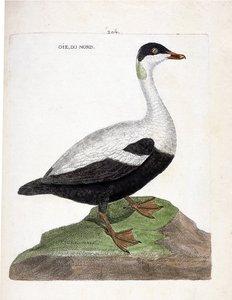 Carta zoológica (ornitologia): Ganso-do-norte ou mal de eider (Eider a edredon ou somateria mollissima). Ilustração em "The History of the Birds, Painted in Their Appearing and Sensitive Aspects" de François Nicolas Martinet (1731-1800). Coleção particular de Francois Nicolas Martinet