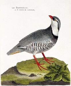 Carta zoológica (ornitologia): O bartavelle (perdiz bartavelle ou Alectoris graeca). Ilustração em "A história das aves, pintadas nos seus aspectos aparentes e sensíveis" de François Nicolas Martinet (1731-1800). Coleção particular. de Francois Nicolas Martinet