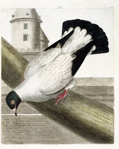 Carta zoológica (ornitologia): O pombo-correio (columba livia). Ilustração em "A história das aves, pintadas nos seus aspectos aparentes e sensíveis" de François Nicolas Martinet (1731-1800). Coleção particular. de Francois Nicolas Martinet
