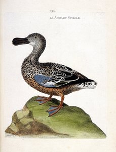 Carta zoológica (ornitologia): A estirpe feminina (pato ou anas clypeata). Ilustração em "The History of the Birds, Painted in Their Appearing and Sensitive Aspects" de François Nicolas Martinet (1731-1800). Coleção particular. de Francois Nicolas Martinet