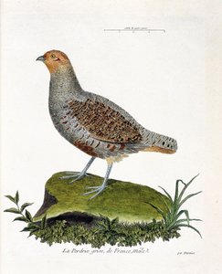 Carta zoológica (ornitologia): A perdiz cinzenta da França, macho (perdiz cinzenta ou perdiz). Ilustração em "A história das aves, pintadas nos seus aspectos aparentes e sensíveis" de François Nicolas Martinet (1731-1800). Coleção particular. de Francois Nicolas Martinet