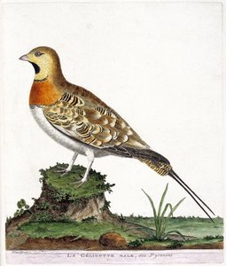 Carta zoológica (ornitologia): A gelinotte masculina dos Pirenéus (Ganga cata ou pterocles alchata). Ilustração em "A história das aves, pintadas nos seus aspectos aparentes e sensíveis" por François Nicolas Martinet (1731-1800). Coleção particular. de Francois Nicolas Martinet
