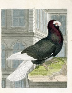 Carta zoológica (ornitologia): O pombo nonan ou capuchone (pombo anão ou columba livia). Ilustração em "A história das aves, pintadas nos seus aspectos aparentes e sensíveis" de François Nicolas Martinet (1731-1800). Coleção particular. de Francois Nicolas Martinet