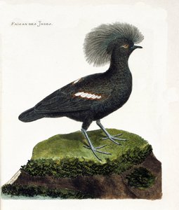 Carta zoológica (ornitologia): O faisão da Índia (coroa de goura ou goura cristata). Ilustração em "The History of the Birds, Painted in Their Appearing and Sensitive Aspects" de François Nicolas Martinet (1731-1800). Coleção particular. de Francois Nicolas Martinet