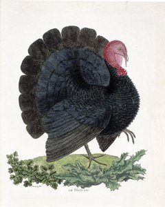 Carta zoológica (ornitologia): Turquia (peru doméstico ou Melaeagris gallopavo). Ilustração em "A história das aves, pintadas nos seus aspectos aparentes e sensíveis" de François Nicolas Martinet (1731-1800) (gravura) de Francois Nicolas Martinet