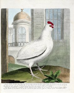Carta zoológica (ornitologia): Galinha da Virginia ou galinha sem alcatra (galinha doméstica iu gallus gallus). Ilustração em "The History of the Birds, Painted in Their Appearing and Sensitive Aspects" de François Nicolas Martinet (1731-1800). Coleção par de Francois Nicolas Martinet