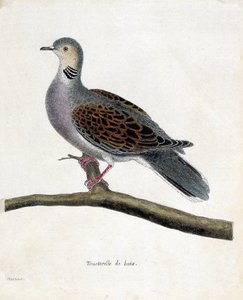 Carta zoológica (ornitologia): Pomba de madeira (wooddove ou estreptopelia turtur) sobre um ramo. Ilustração em "A história das aves, pintadas nos seus aspectos aparentes e sensíveis" de François Nicolas Martinet (1731-1800). Coleção particular. de Francois Nicolas Martinet