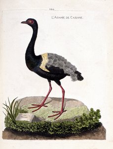 Carta zoológica (ornitologia): caienne agami (trompete agami ou psophia crepitans). Ilustração em "A história das aves, pintadas nos seus aspectos aparentes e sensíveis" de François Nicolas Martinet (1731-1800). Coleção particular. de Francois Nicolas Martinet