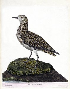 Carta zoológica (ornitologia): casoar (casoar um capacete ou cassuarius cassuarius). Ilustração em "A história das aves, pintadas nos seus aspectos aparentes e sensíveis" de François Nicolas Martinet (1731-1800). Coleção particular. de Francois Nicolas Martinet