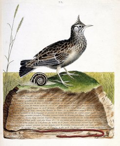Carta zoológica (ornitologia): cochevis (cochevis huppe ou Galerida cristata). Ilustração em "The History of the Birds, Painted in Their Appearing and Sensitive Aspects" de François Nicolas Martinet (1731-1800). Coleção particular. de Francois Nicolas Martinet