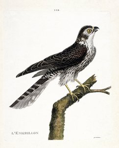 Carta zoológica (ornitologia): emerilhão (emerilhão falcão ou falco colombarius) sobre um ramo. Ilustração em "A história das aves, pintadas nos seus aspectos aparentes e sensíveis" de François Nicolas Martinet (1731-1800). Colecção privada. de Francois Nicolas Martinet