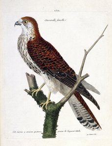 Carta zoológica (ornitologia): agrião feminino (falcão falcão ou falco tinnunculus) sobre um ramo. Ilustração em "The History of the Birds, Painted in Their Appearing and Sensitive Aspects" de François Nicolas Martinet (1731-1800). Coleção particular. de Francois Nicolas Martinet