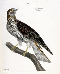 Carta zoológica (ornitologia): soubuse feminino (busard saint martin ou circus cyaneus) sobre um ramo. Ilustração em "The History of the Birds, Painted in Their Appearing and Sensitive Aspects" de François Nicolas Martinet (1731-1800). Coleção particular. de Francois Nicolas Martinet