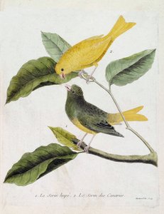 Carta zoológica (ornitologia): de baixo para cima: O serin hupe (serin des canaries ou serinus canaria) e o serin des canaries num ramo. Ilustração em "A História das Aves, Pintada nos seus Aspectos Aparentes e Sensíveis" de François Nico