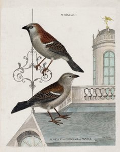 Carta zoológica (ornitologia): de cima para baixo: Pardal e fêmea do pardal da França (pardal doméstico ou pass domesticus). Ilustração em "A história das aves, pintadas nos seus aspectos aparentes e sensíveis" de François Nicolas Martinet de Francois Nicolas Martinet