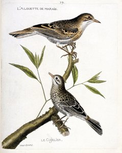 Carta zoológica (ornitologia): de cima para baixo: a cotovia do sapal (pipit rousseline ou anthus campestris) e a cujelier (pipit farlouse ou anthus pratensis) sobre um ramo. Ilustração em "A História das Aves, Pintadas na sua Aparência e Sensibilidade de Francois Nicolas Martinet