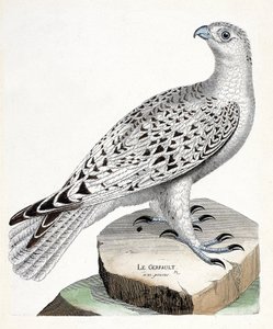 Carta zoológica (ornitologia): gerfault (gerfaut falcon ou falco rusticolus). Ilustração em "The History of the Birds, Painted in Their Appearing and Sensitive Aspects" de François Nicolas Martinet (1731-1800). Colecção privada. de Francois Nicolas Martinet