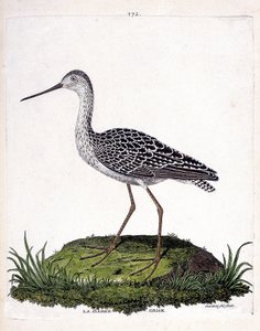Carta zoológica (ornitologia): barcaça cinzenta (barcaça vermelha ou limosa lapponica). Ilustração em "The History of the Birds, Painted in Their Appearing and Sensitive Aspects" de François Nicolas Martinet (1731-1800). Coleção particular. de Francois Nicolas Martinet