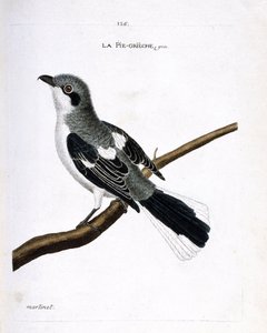 Carta zoológica (ornitologia): grieche cinza (excubitador cinzento ou lanius) sobre um ramo. Ilustração em "A história das aves, pintadas nos seus aspectos aparentes e sensíveis" de François Nicolas Martinet (1731-1800). Coleção particular. de Francois Nicolas Martinet