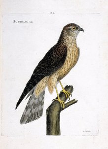 Carta zoológica (ornitologia): soubuse macho (busard saint martin ou circus cyaneus) sobre um ramo. Ilustração em "The History of the Birds, Painted in Their Appearing and Sensitive Aspects" de François Nicolas Martinet (1731-1800). Coleção particular. de Francois Nicolas Martinet
