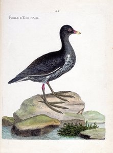 Carta zoológica (ornitologia): galinha-d