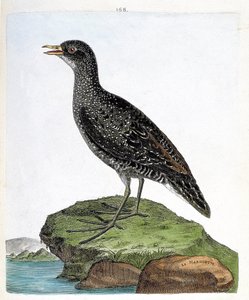 Carta zoológica (ornitologia): marouette (marouette spot ou porzana porzana). Ilustração em "A história das aves, pintadas nos seus aspectos aparentes e sensíveis" por François Nicolas Martinet (1731-1800). Coleção particular. de Francois Nicolas Martinet