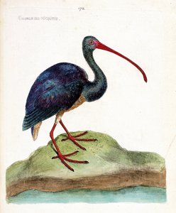 Carta zoológica (ornitologia): a cortesia da nigritie (ibis falcinelle ou plegadis falcinellus). Ilustração em "The History of the Birds, Painted in Their Appearing and Sensitive Aspects" de François Nicolas Martinet (1731-1800). Coleção particular. de Francois Nicolas Martinet