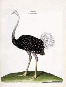 Carta zoológica (ornitologia): avestruz (struthio camelus). Ilustração em "The History of the Birds, Painted in Their Appearing and Sensitive Aspects" de François Nicolas Martinet (1731-1800). Coleção particular. de Francois Nicolas Martinet