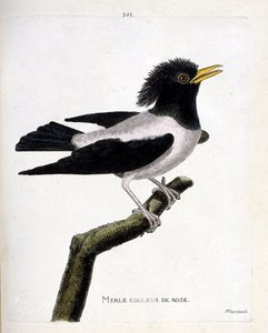 Carta zoológica (ornitologia): melro rosa (estorninho avermelhado ou estorninho rosa) sobre um ramo. Ilustração em "The History of the Birds, Painted in Their Appearing and Sensitive Aspects" de François Nicolas Martinet (1731-1800). Coleção particular. de Francois Nicolas Martinet