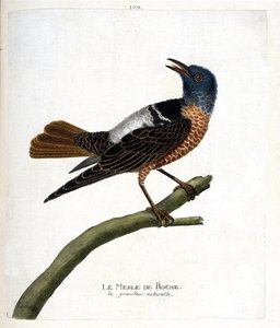 Carta zoológica (ornitologia): melro-pássaro (saxatilis de rocha ou monticola). Ilustração em "The History of the Birds, Painted in Their Appearing and Sensitive Aspects" de François Nicolas Martinet (1731-1800). Coleção particular. de Francois Nicolas Martinet