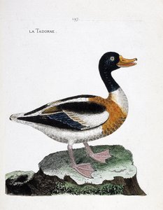 Carta zoológica (ornitologia): tadorne (tadorne de belon ou tadorna tadorna). Ilustração em "A história das aves, pintadas nos seus aspectos aparentes e sensíveis" de François Nicolas Martinet (1731-1800). Coleção particular. de Francois Nicolas Martinet
