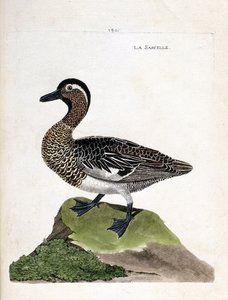 Carta zoológica (ornitologia): teal (teal de verão ou anas querquedula). Ilustração em "A História das Aves, Pintadas nos seus Aspectos Aparentes e Sensíveis" de François Nicolas Martinet (1731-1800). Coleção particular. de Francois Nicolas Martinet