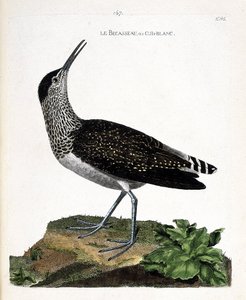 Carta zoológica (ornitologia): o bico ou cul-blanc (bico branco, cavaleiro cul-blanc ou Tringa ochropus). Ilustração em "The History of the Birds, Painted in Their Appearing and Sensitive Aspects" de François Nicolas Martinet (1731-1800). Coleção particula de Francois Nicolas Martinet