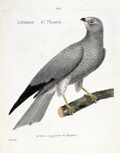 Carta zoológica (ornitologia): o santo pássaro martin (busard saint martin ou circus cyaneus) sobre um ramo. Ilustração em "A história das aves, pintadas nos seus aspectos aparentes e sensíveis" de François Nicolas Martinet (1731-1800). Colecção privada de Francois Nicolas Martinet